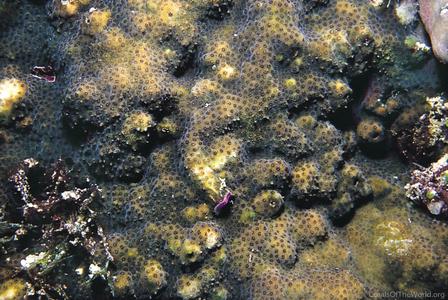 CotW preview: Stylocoeniella guentheri