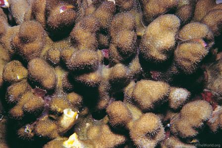 CotW: Stylocoeniella guentheri