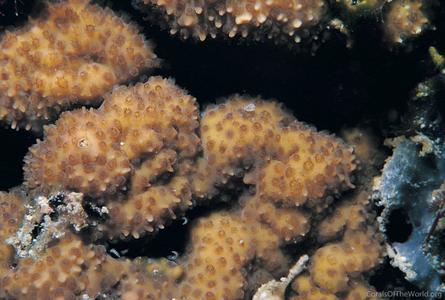 CotW: Stylocoeniella guentheri