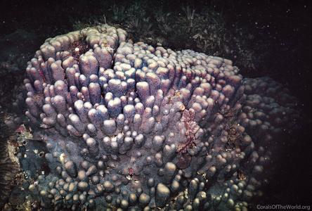 CotW: Stylocoeniella guentheri