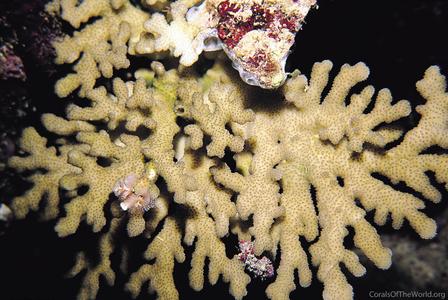 CotW: Stylophora danae