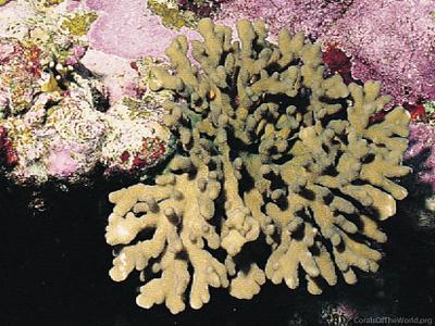 CotW: Stylophora danae