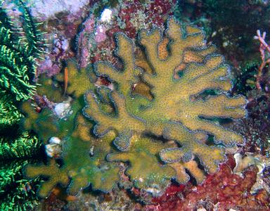 CotW: Stylophora danae