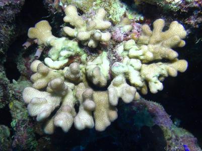 CotW: Stylophora danae