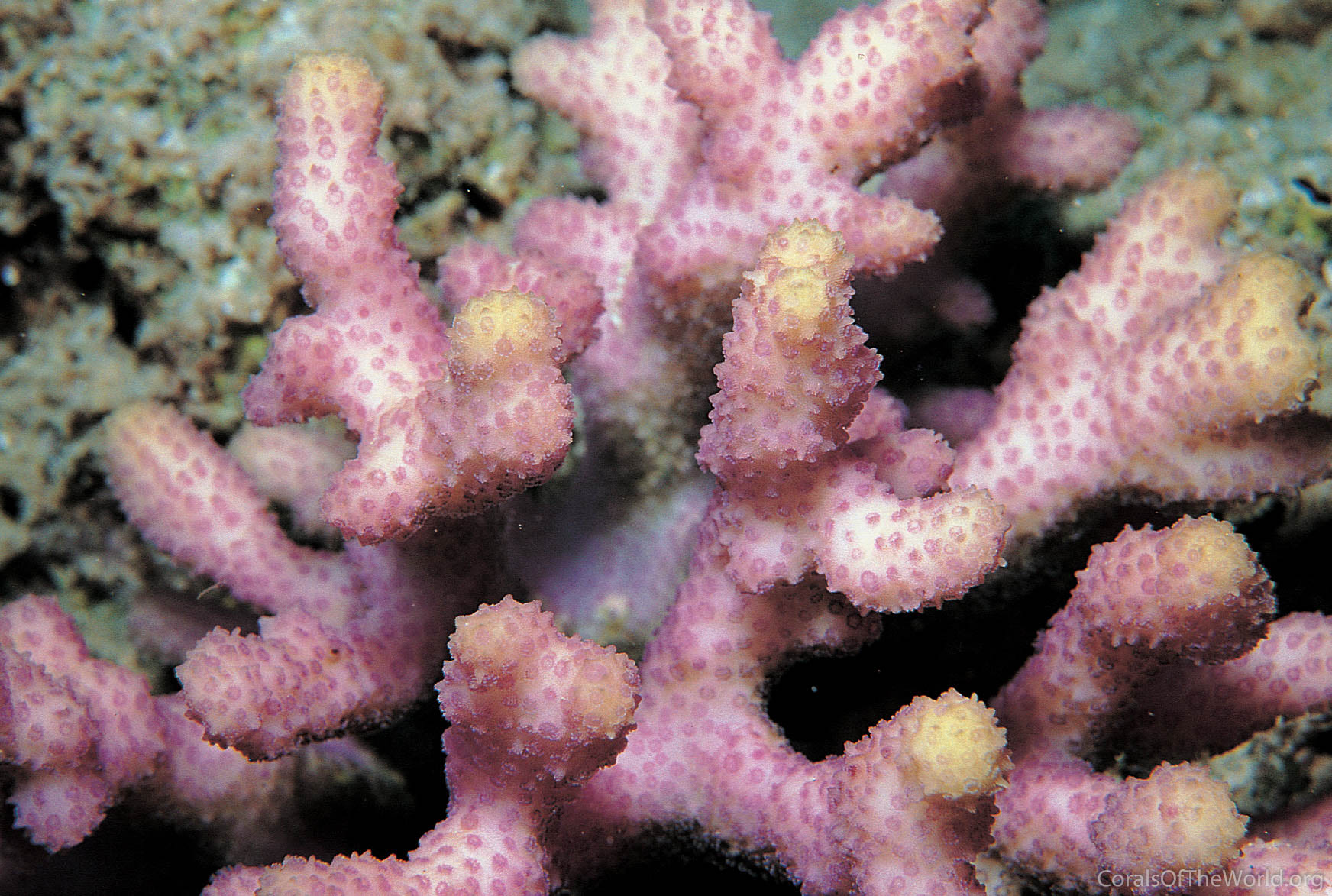 Image from Corals of the World: Stylophora kuehlmanni