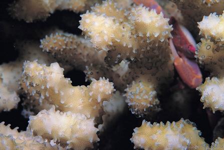 CotW preview: Stylophora kuehlmanni