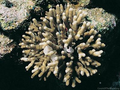 CotW: Stylophora kuehlmanni