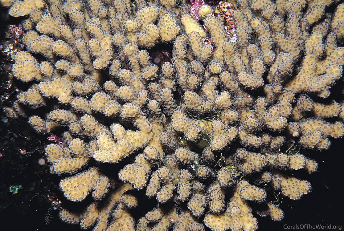 Image from Corals of the World: Stylophora madagascarensis