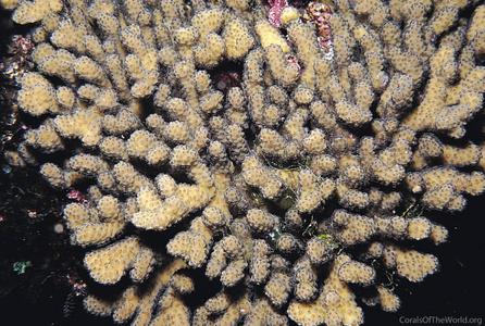 CotW preview: Stylophora madagascarensis