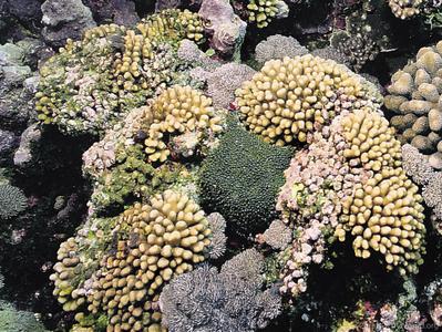 CotW preview: Stylophora madagascarensis
