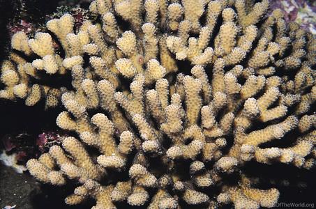 CotW: Stylophora madagascarensis