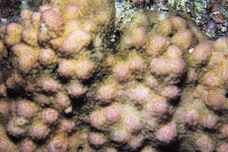 CotW: Stylophora mamillata