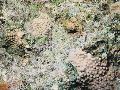 CotW: Stylophora mamillata