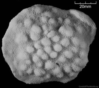 CotW: Stylophora mamillata