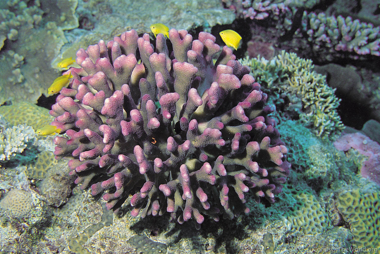 Image from Corals of the World: Stylophora pistillata