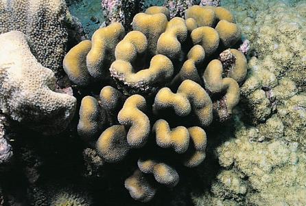 CotW preview: Stylophora pistillata