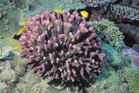 CotW: Stylophora pistillata
