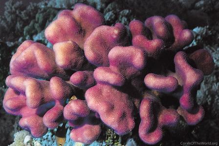 CotW: Stylophora pistillata