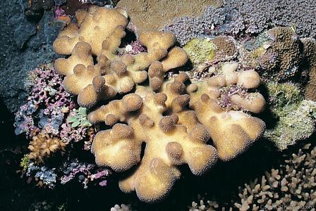 CotW: Stylophora pistillata