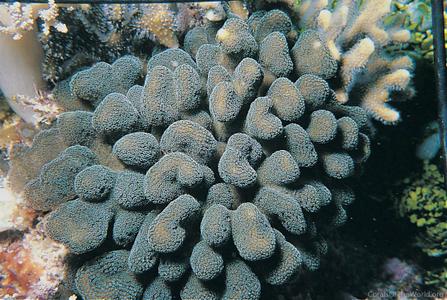 CotW: Stylophora pistillata