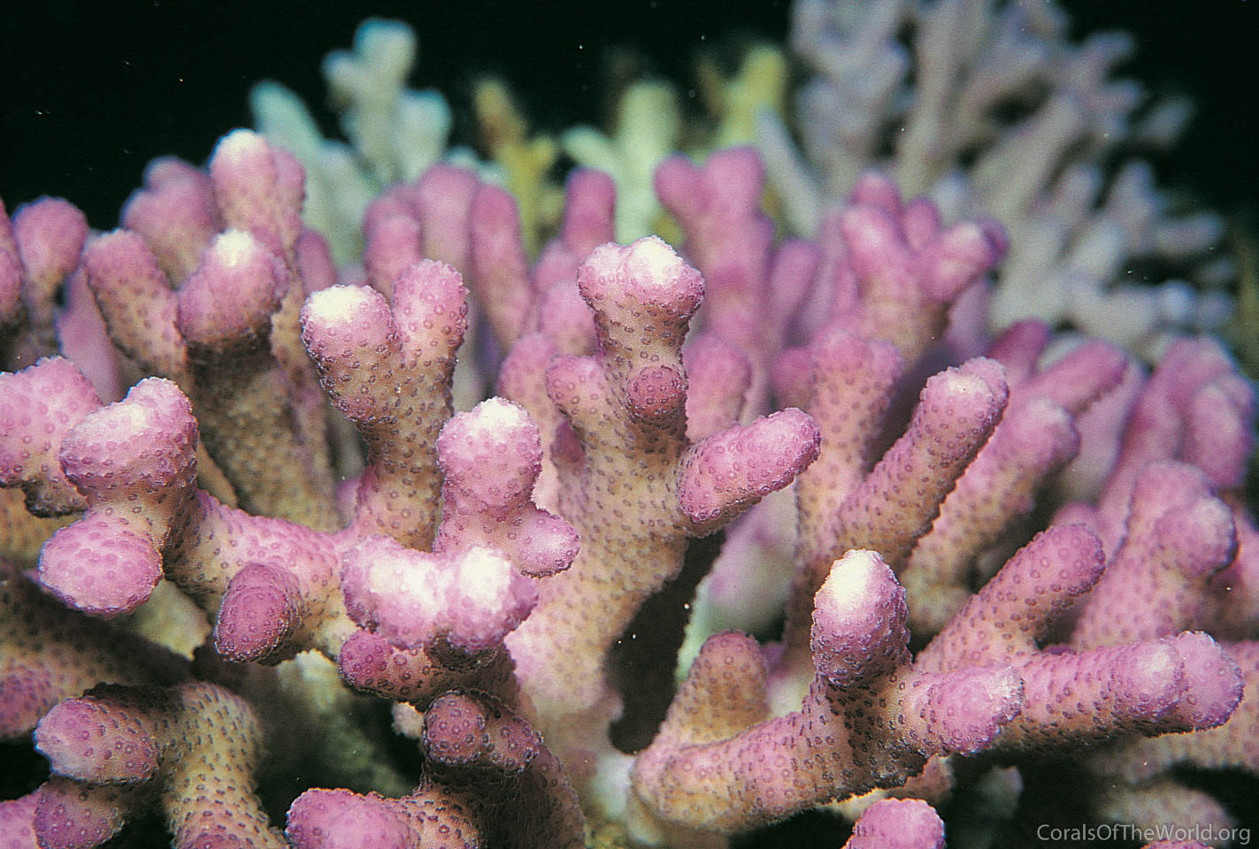 Image from Corals of the World: Stylophora subseriata