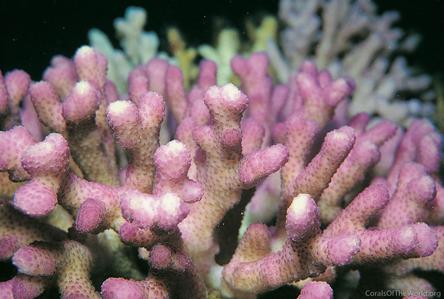 CotW preview: Stylophora subseriata