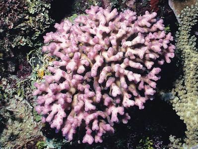 CotW preview: Stylophora subseriata