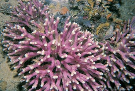 CotW: Stylophora subseriata