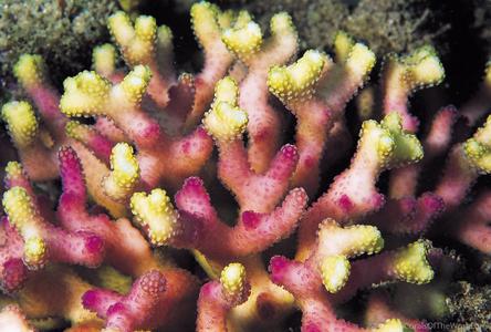 CotW: Stylophora subseriata