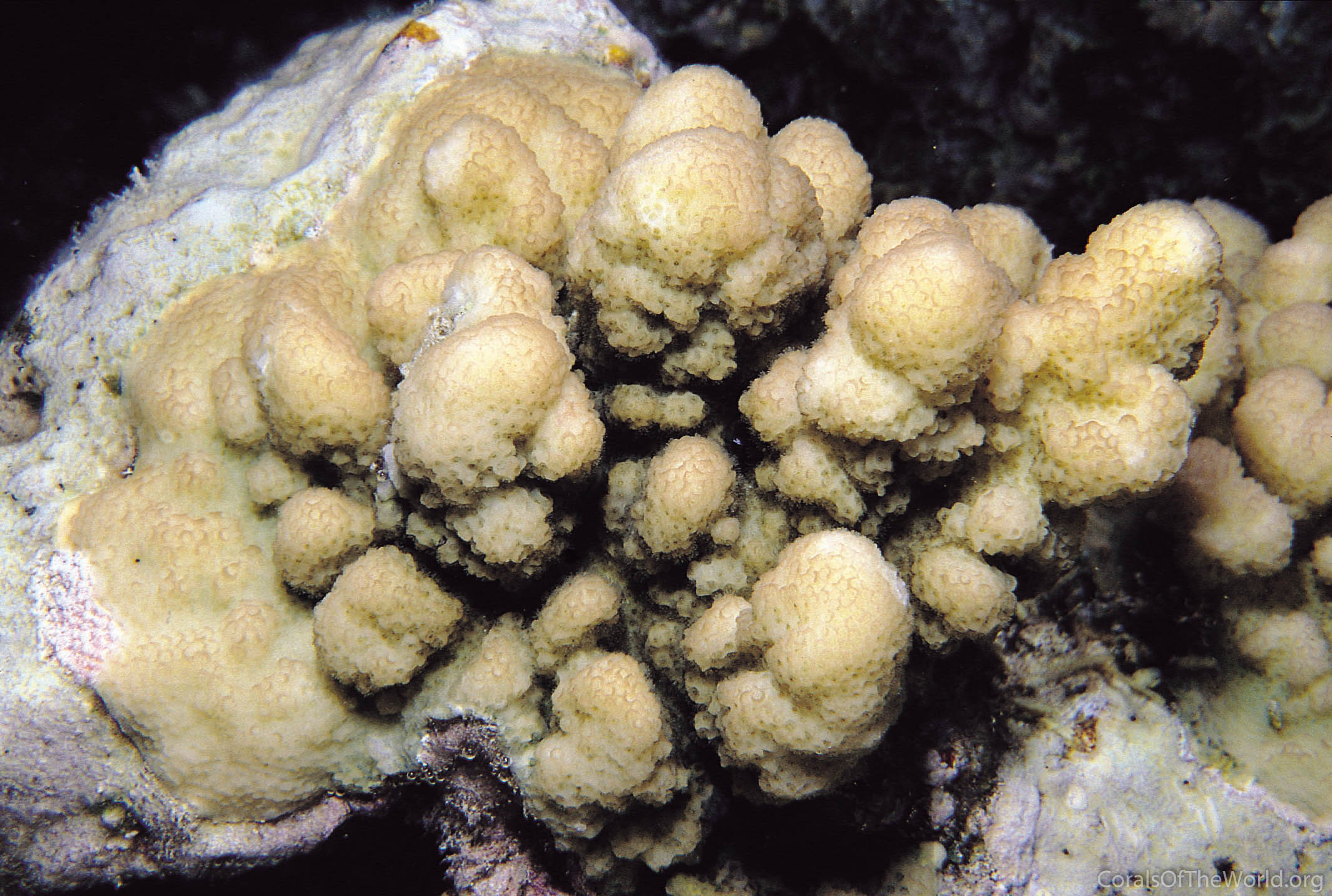 Image from Corals of the World: Stylophora wellsi