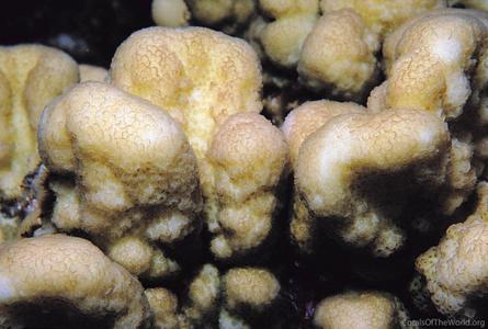 CotW: Stylophora wellsi