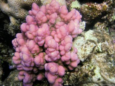 CotW: Stylophora wellsi