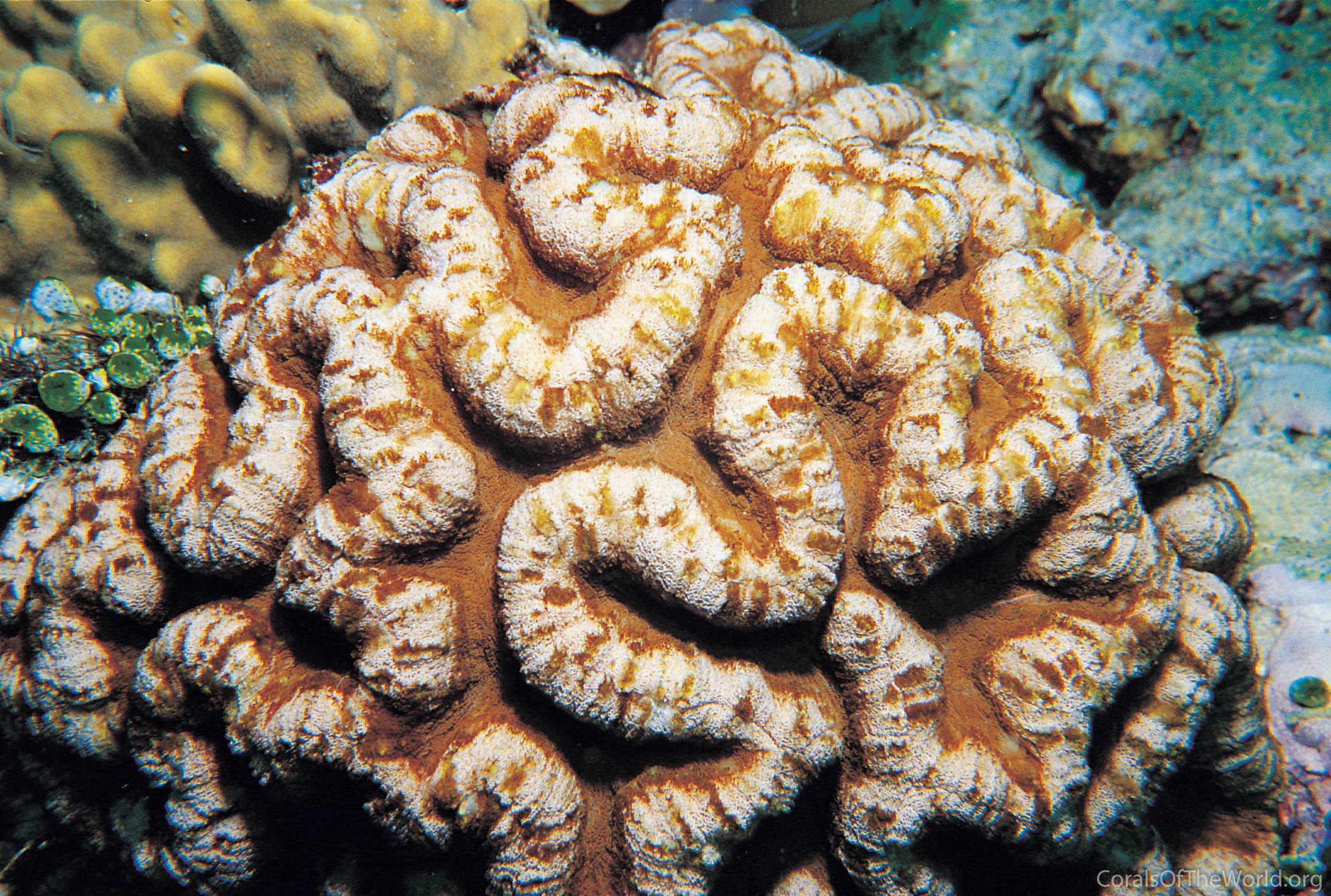 Symphyllia agaricia