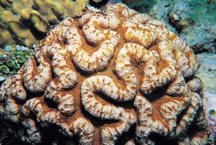 CotW preview: Symphyllia agaricia