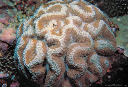 CotW preview: Symphyllia agaricia
