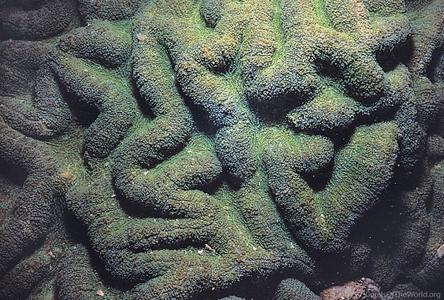 CotW: Symphyllia agaricia