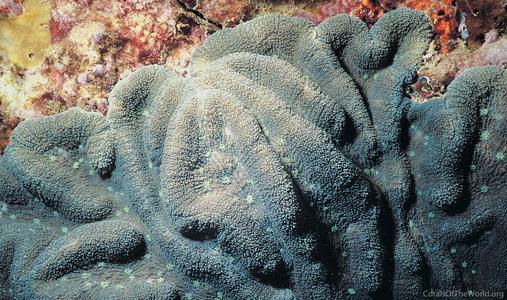 CotW: Symphyllia agaricia