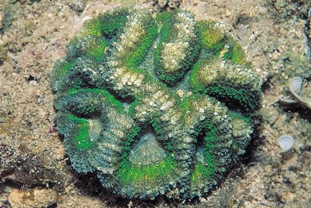 CotW: Symphyllia agaricia