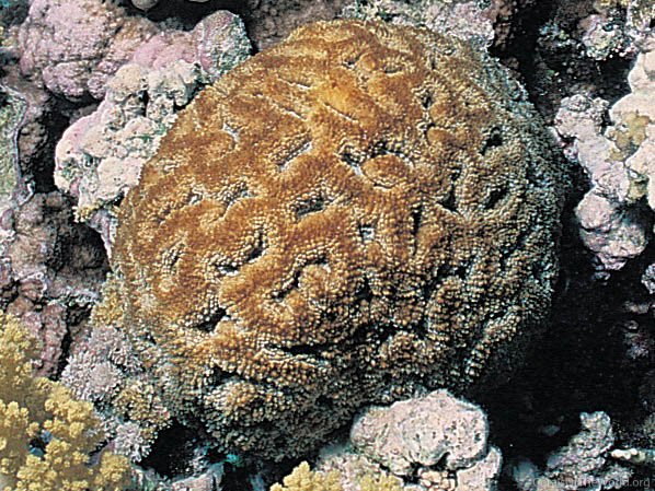 Symphyllia erythraea