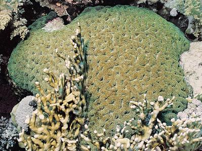 CotW: Symphyllia erythraea
