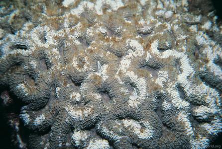 CotW: Symphyllia erythraea