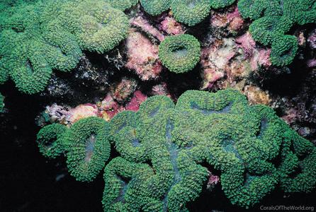 CotW: Symphyllia erythraea