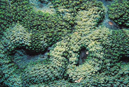 CotW: Symphyllia erythraea