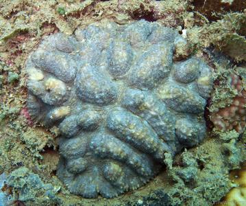 CotW: Symphyllia hassi