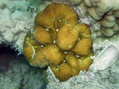 CotW: Symphyllia hassi