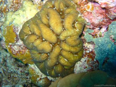 CotW: Symphyllia hassi