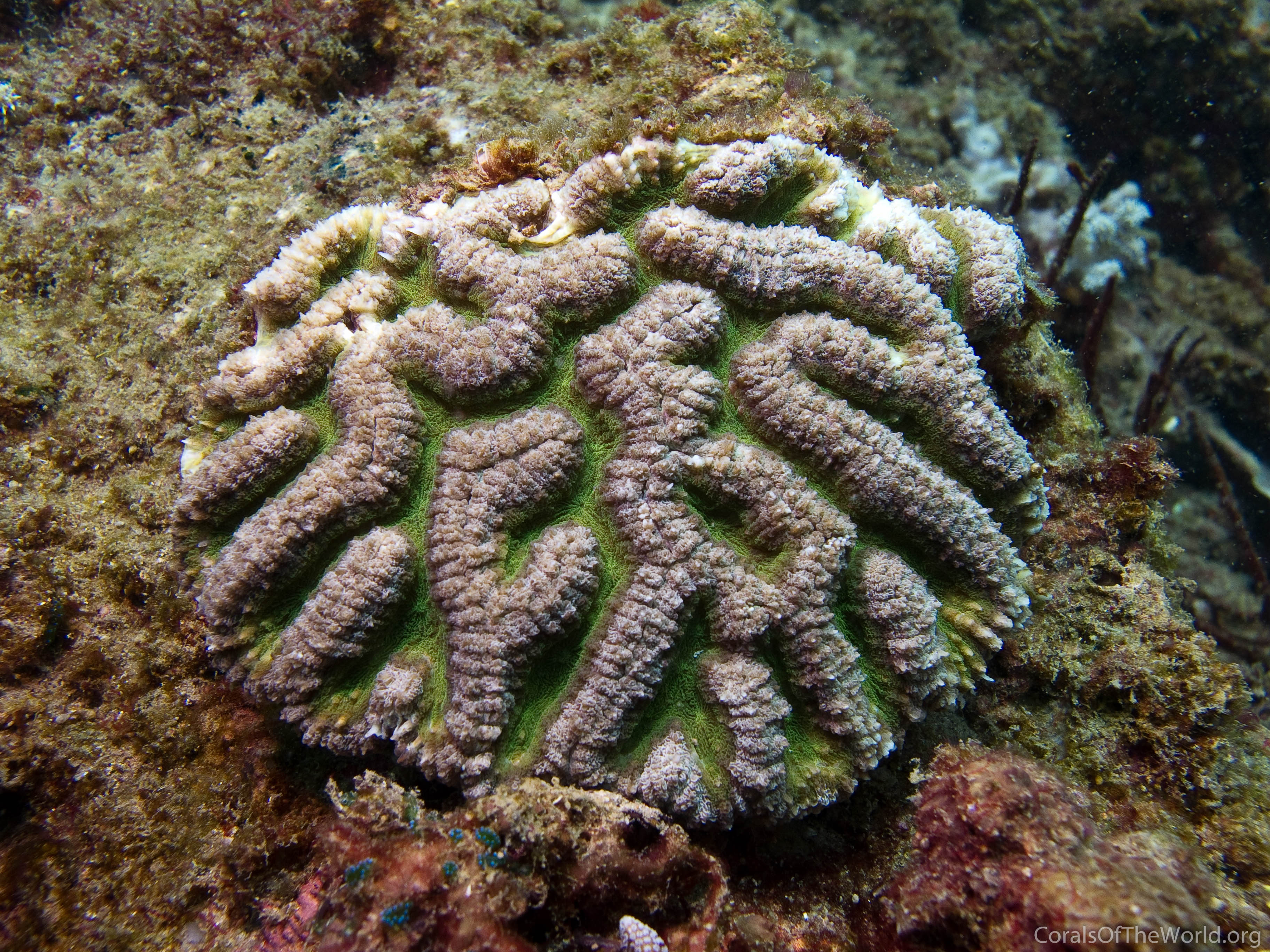 Symphyllia radians