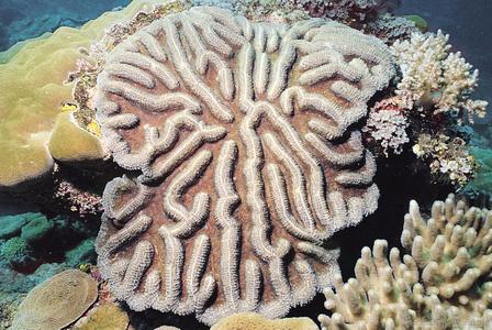 CotW preview: Symphyllia radians