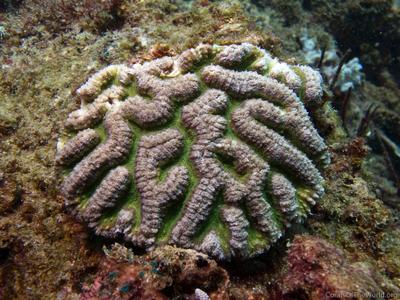 CotW: Symphyllia radians