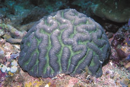 CotW: Symphyllia radians